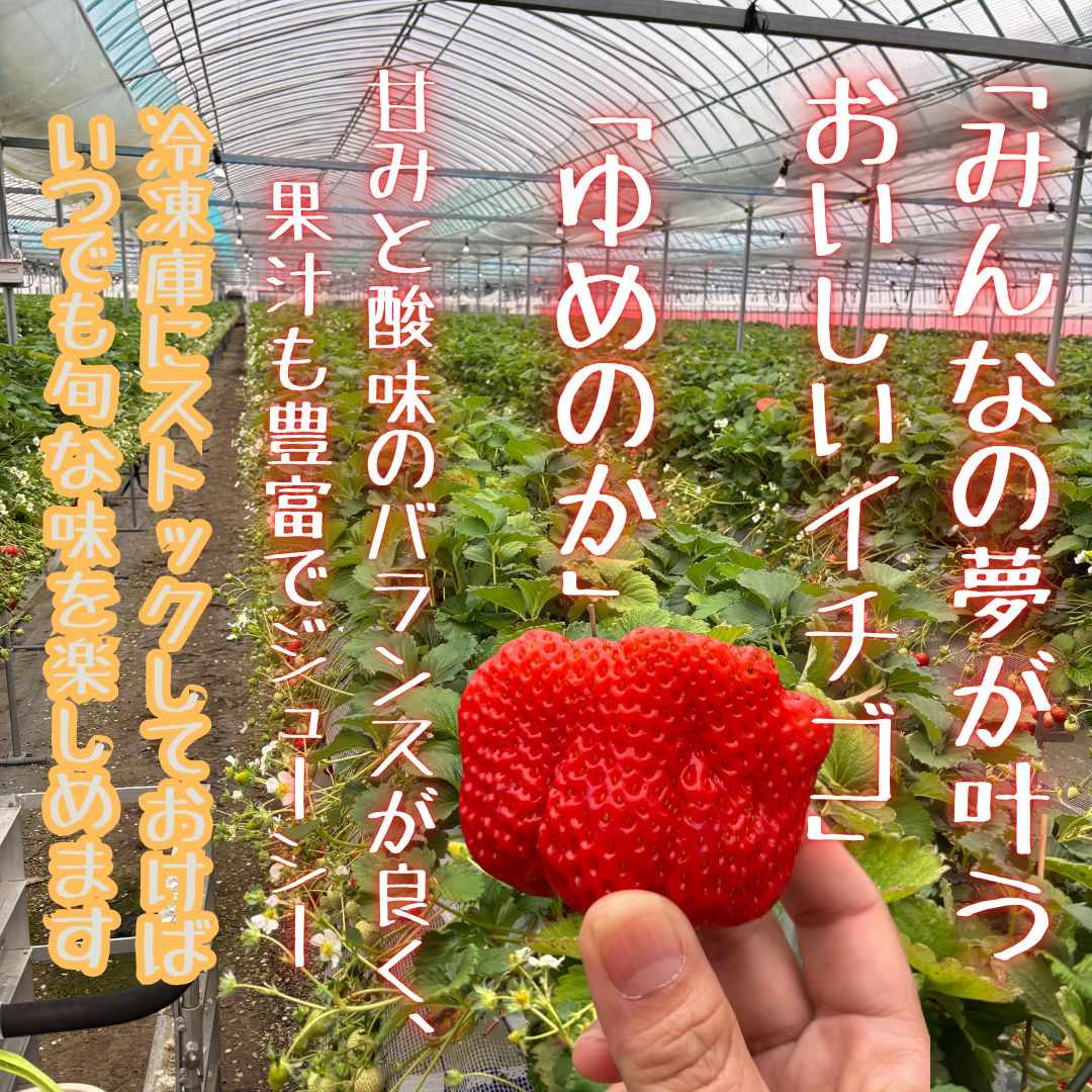 訳あり】佐賀県太良町産「ゆめのか」冷凍いちご合計10kg 500g