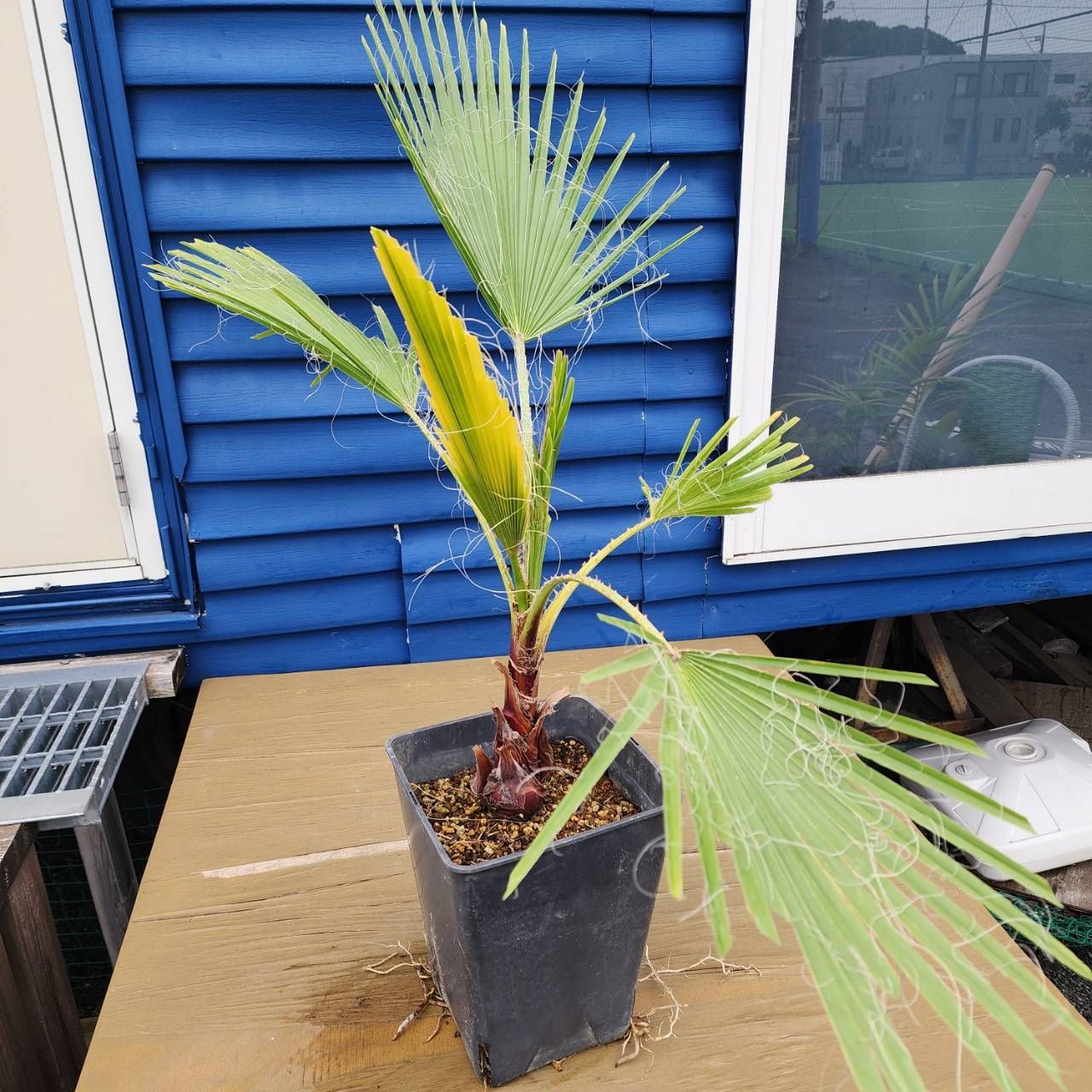 最大クラス到達！】【鉢ごと発送】ワシントンヤシ ワシントニ