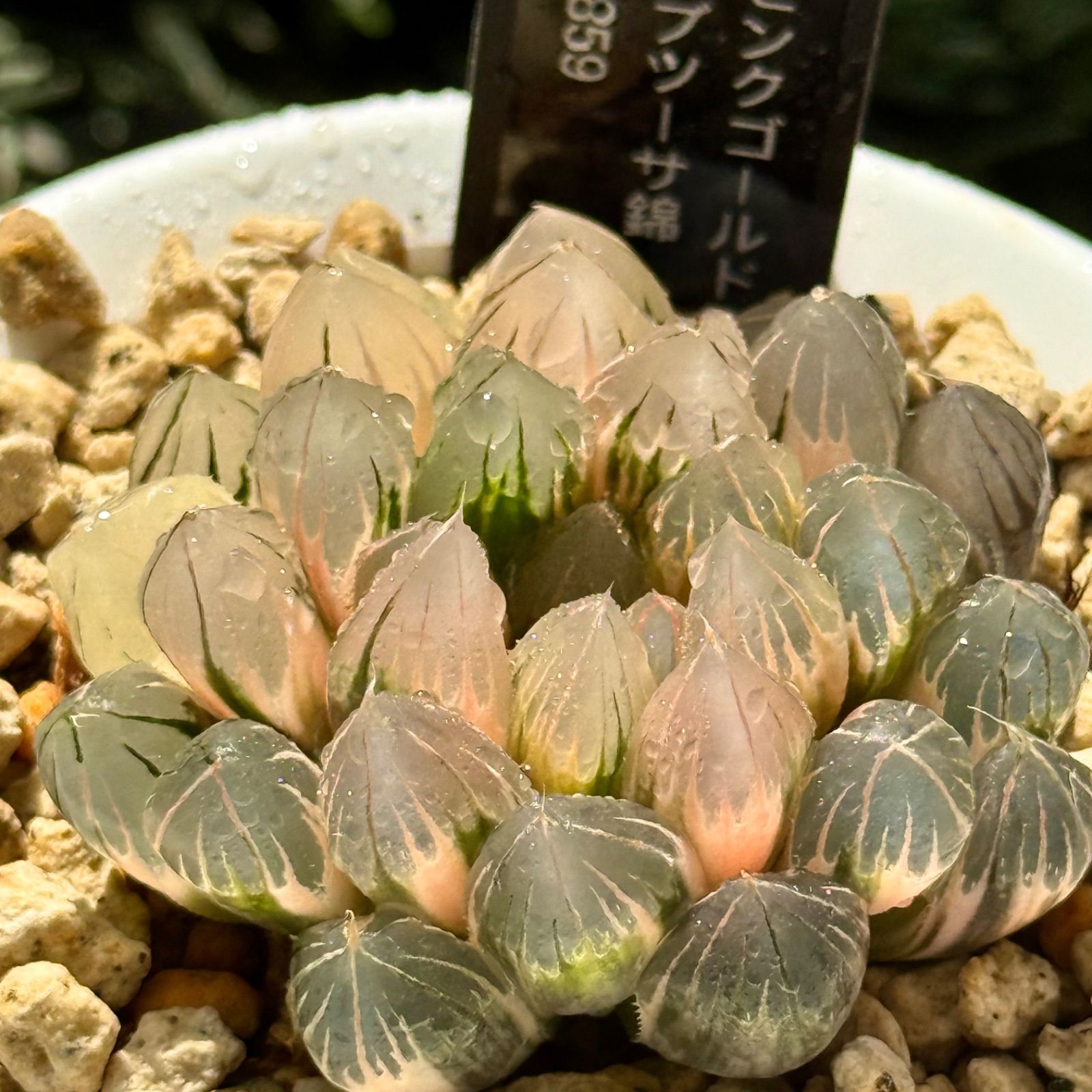 ピンクゴールドオブツーサ錦 H1859 極上斑