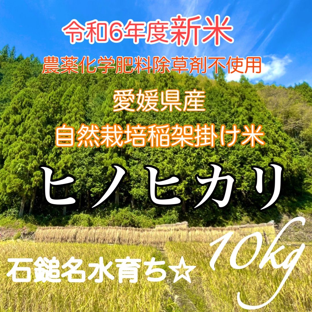 リピーター様 自然栽培 農薬化学肥料除草剤不使用 令和6年度新米 愛媛県産ヒノヒカリ 稲架掛け米 天日干し米 10kg