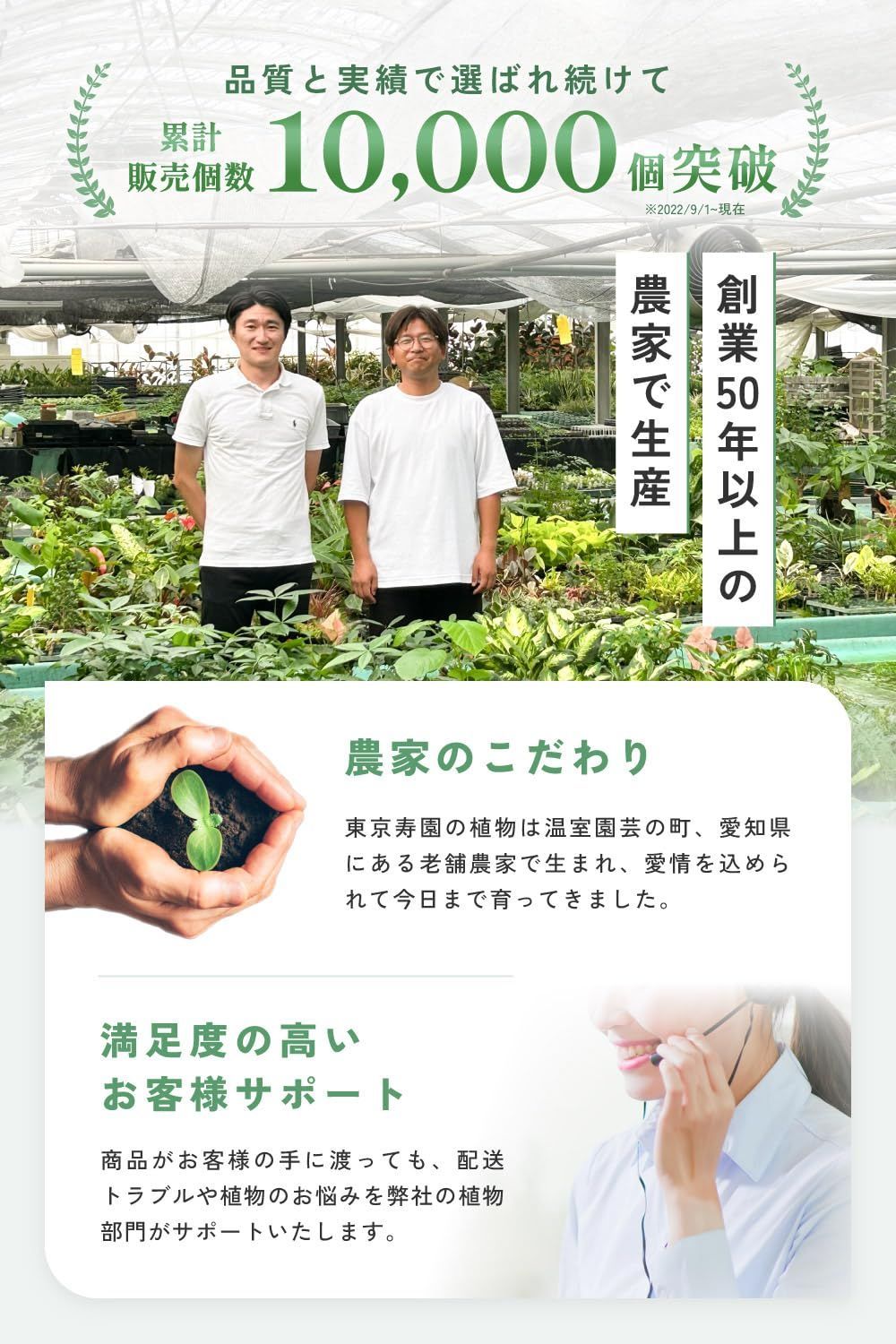 ハイドロカルチャー 育てやすい観葉植物