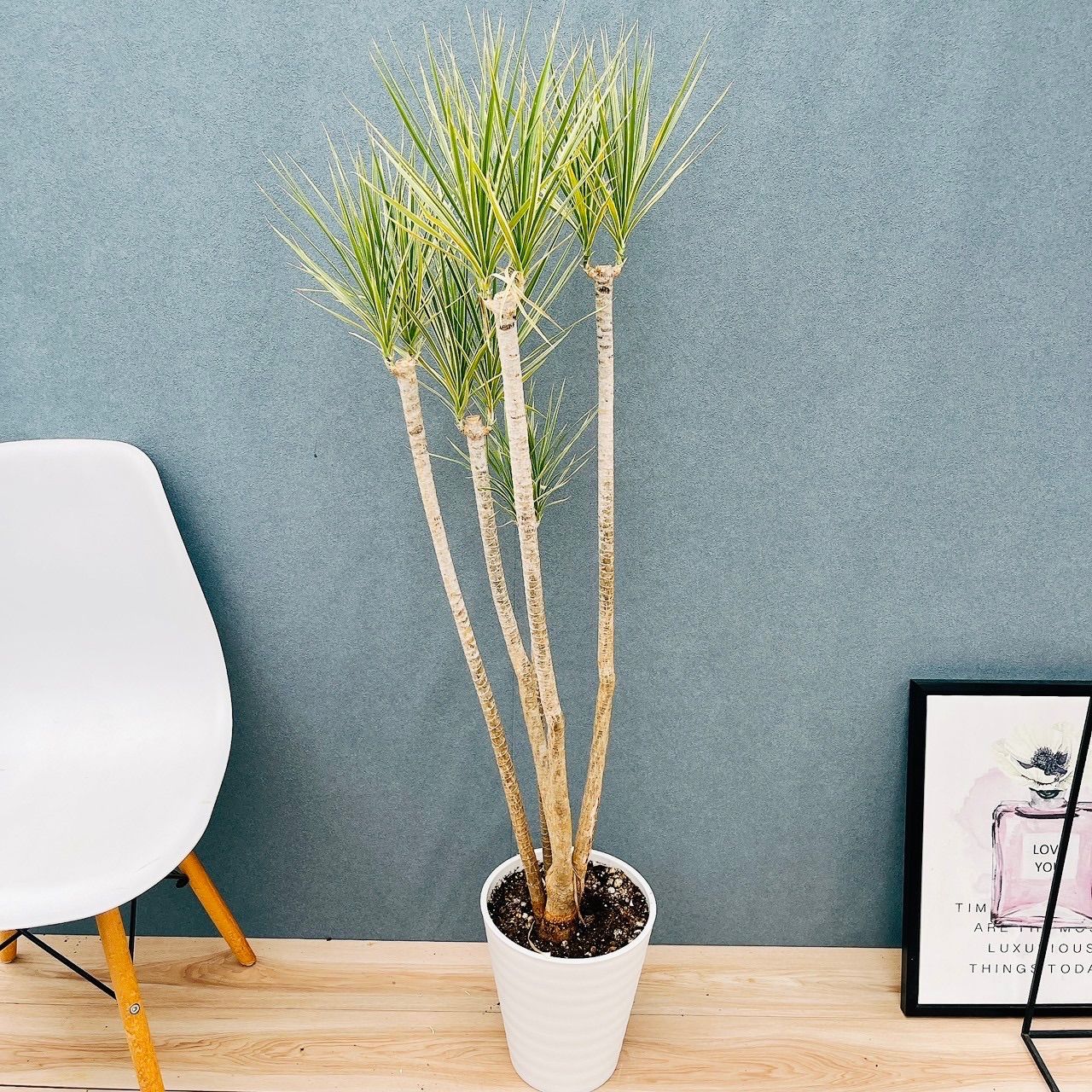 現品］30番 ドラセナ コンシンネ ホワイボリー 観葉植物 室内 8号 プラ