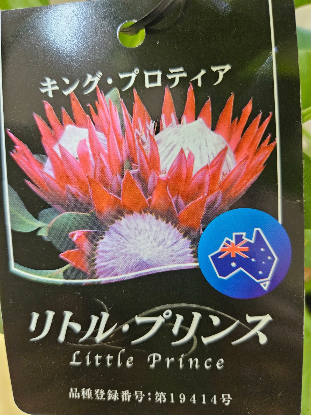 キングプロティア リトルプリンス1