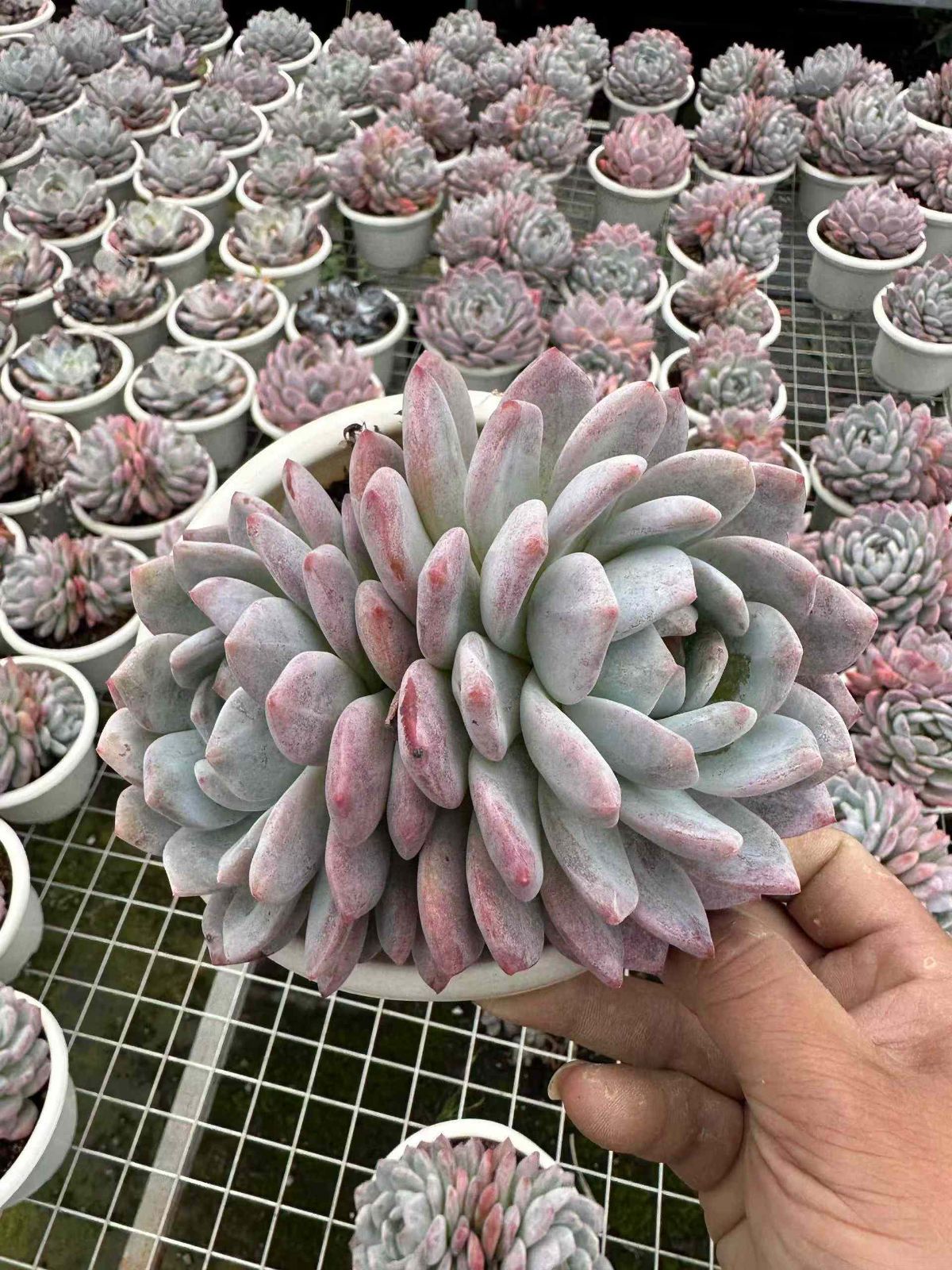 ZAN8×12 オレンジ 抜き苗 多肉植物 アエオニウム エケベリア 韓国苗