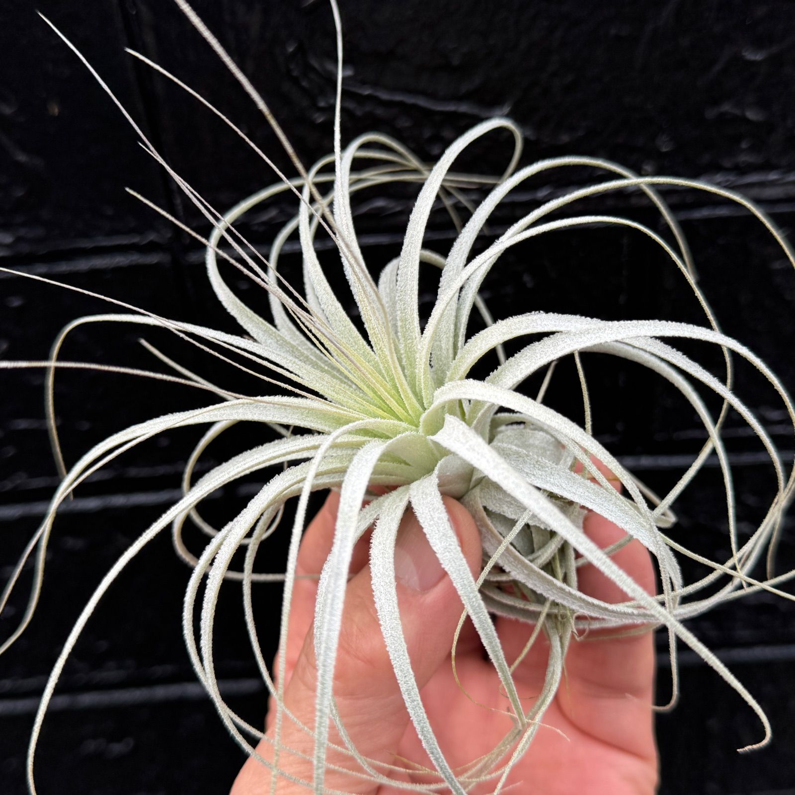 チランジア チャペウエンシス Tillandsia chapeuensis＊エアプランツ＠フラワーショップ江口