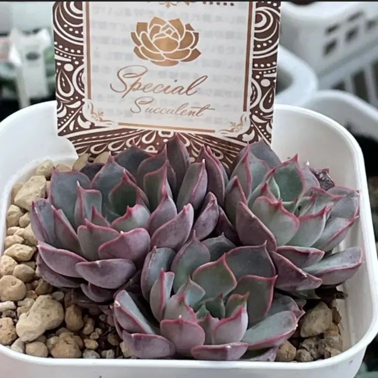 お纏め専用　多肉植物　❁︎パープルドリーム錦　ま未発根 多肉植物 パープルドリーム他 5点