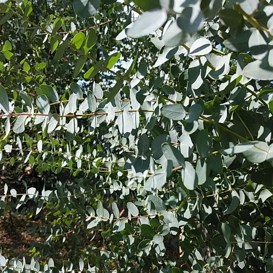 ユーカリサイダーガム ロングリーフ 銀世界 フレッシュ詰め合わせ