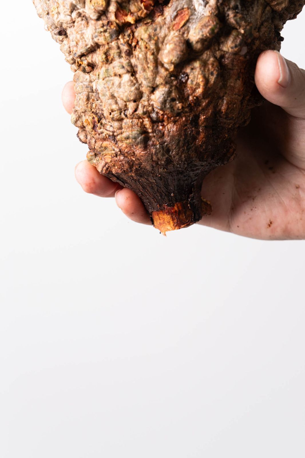 MP112 オペルクリカリア パキプス コーデックス ベアルート株