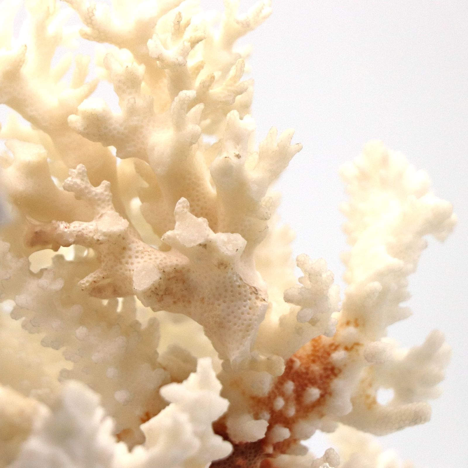 白珊瑚・サンゴ・コーラル・置物・インテリア・No.220709-28・梱包