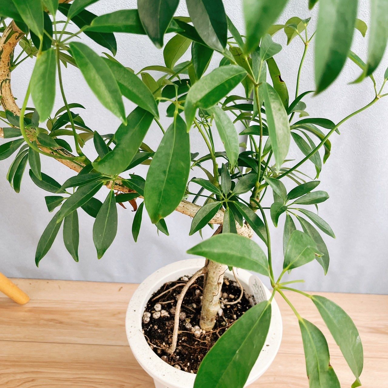 現品］G シェフレラ 曲がり 7号 観葉植物 室内 大型 ユニーク 個性的