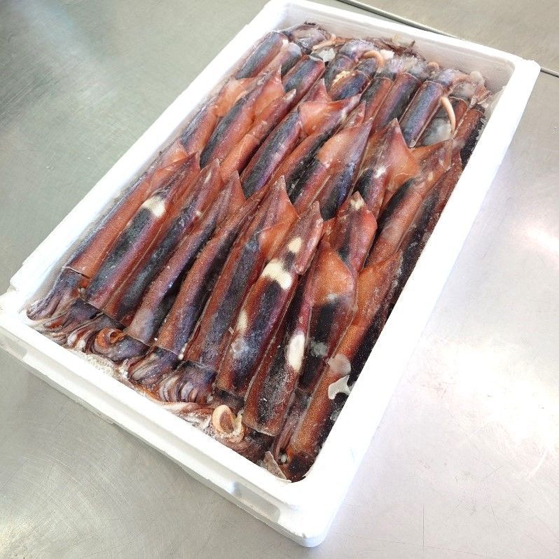 冷凍いか 冷凍生いか ３０杯入り 青森県産 三陸産 新鮮な生いかを冷凍に お刺身用 もちろん塩辛にも最適鮮度です いか イカ 烏賊 刺身 スルメイカ