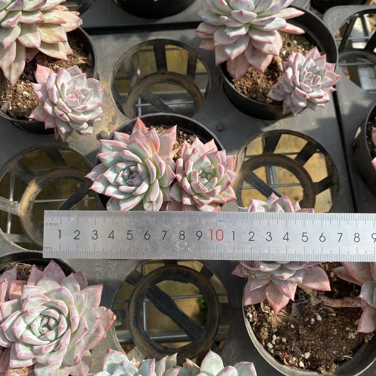 多肉植物 エケベリア ブルーバード6苗セット