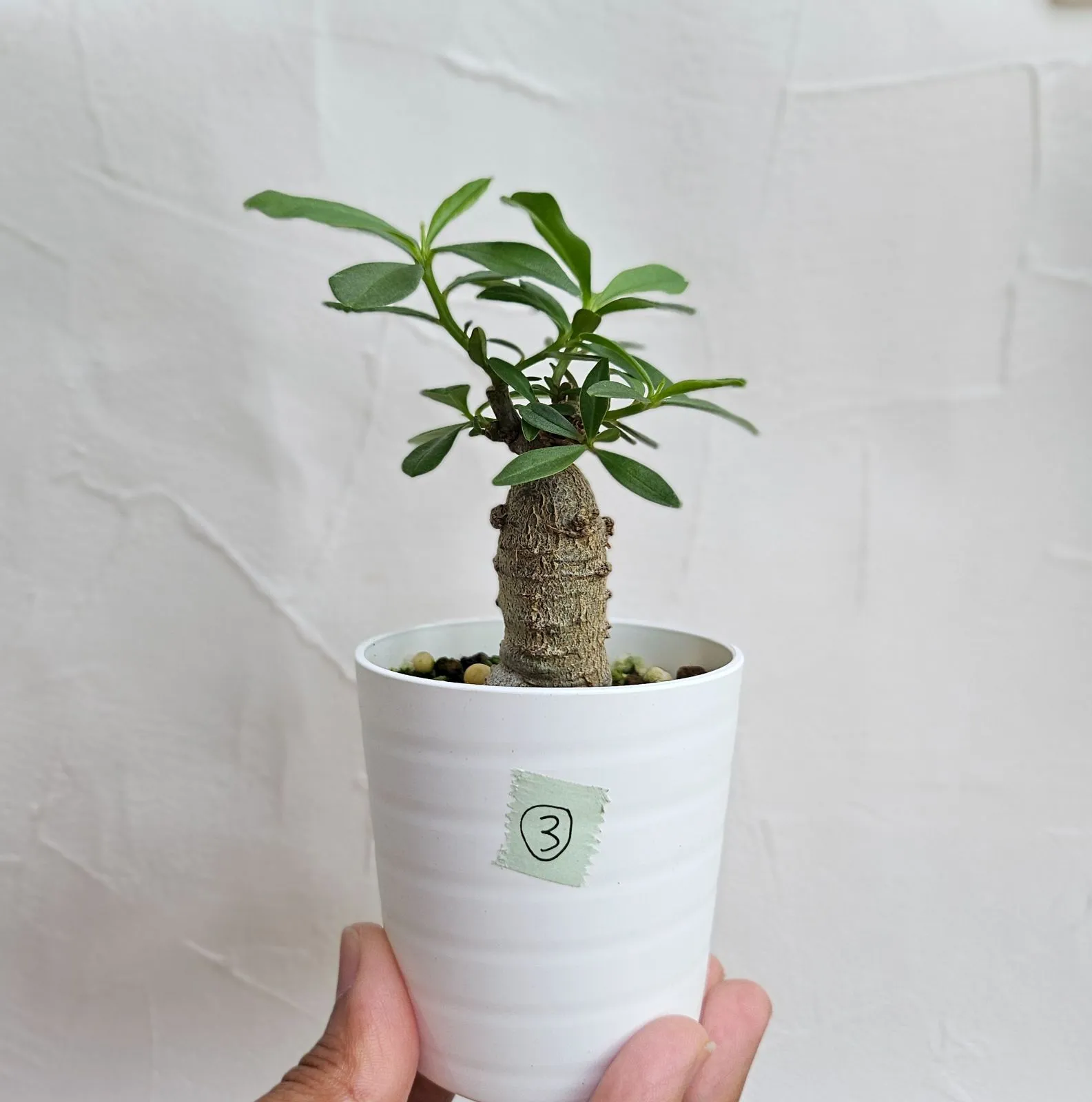 【鉢のまま宅急便発送】パキプス　根挿し株⓪ 鉢のまま宅急便発送】パキプス根挿し株⓪