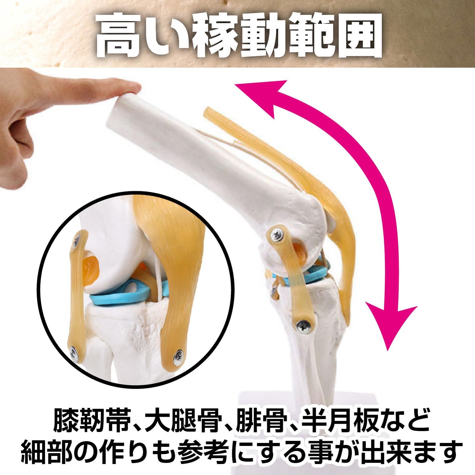 トワテック製　実物大　膝・足・指　まとめセット　人体模型 トワテック製 実物大 膝・足・指 まとめセット 人体模型 人体模型