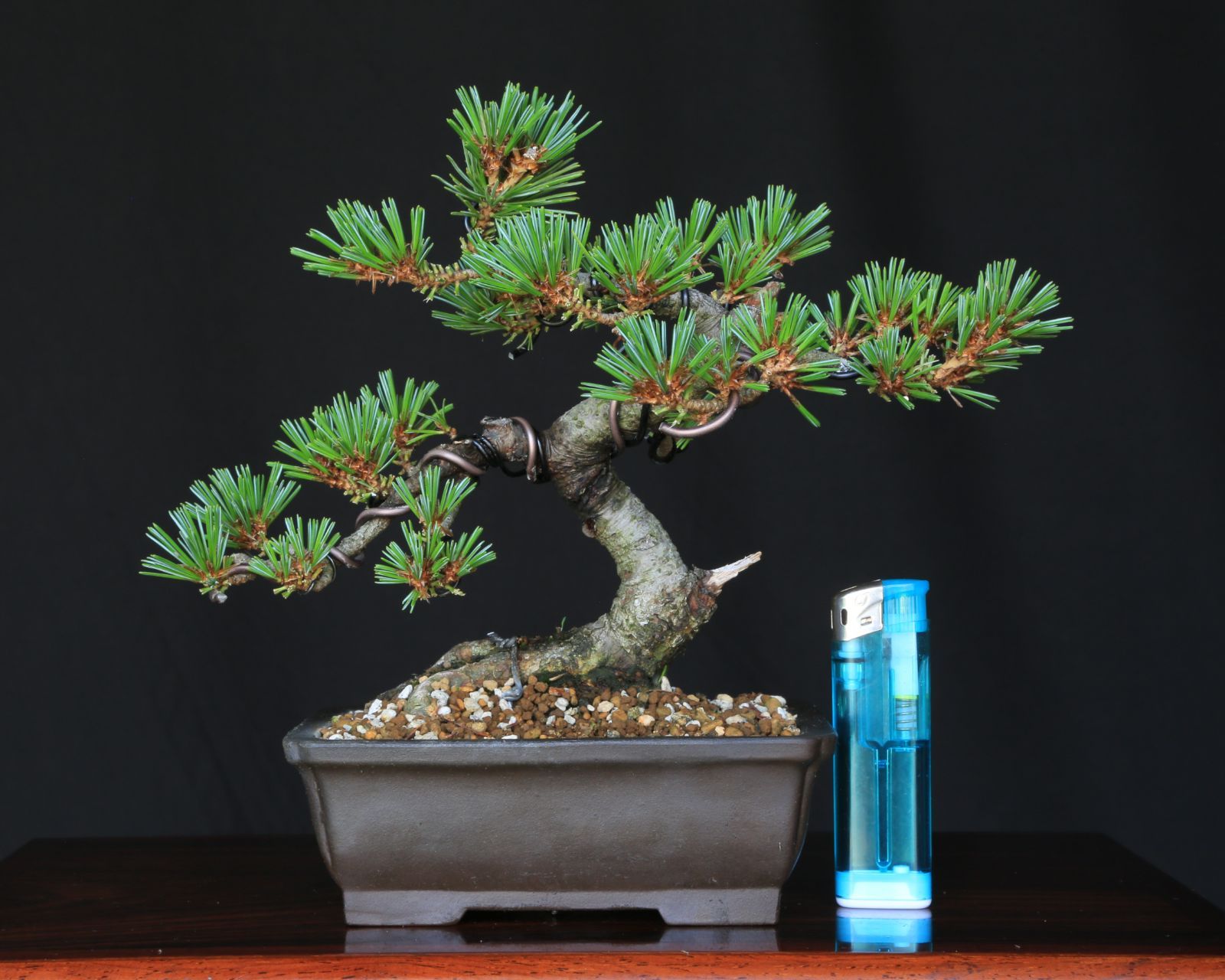 bonsai フラワー・ガーデニング 五葉松盆栽 小品