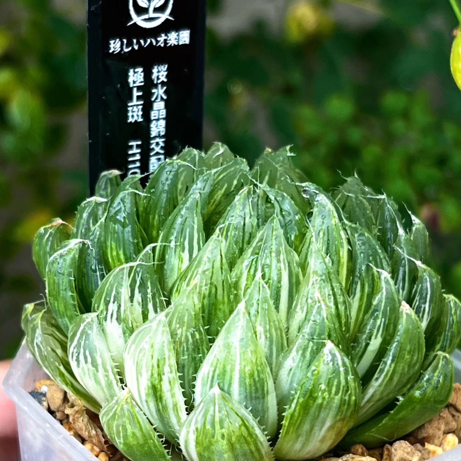ハオルチア ベヌスタ錦 極上斑 観葉植物