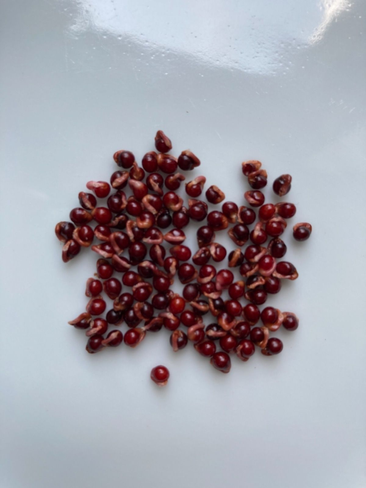 メルカリshops ヒメヒオウギ 種 100粒