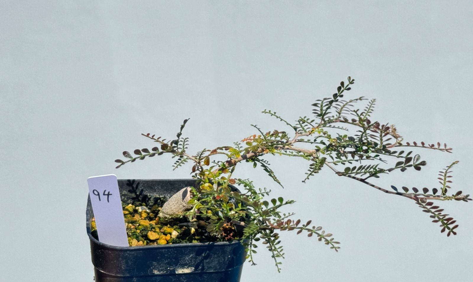 オペルクリカリア　パキプス　3株セット　パワータンクあり オペルクリカリア パキプス パワータンク94 - メルカリ