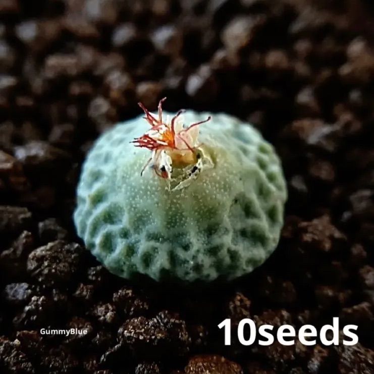 アンゲリカエ テトラゴヌム Conophytum Angelicae tetragonum PVB9479