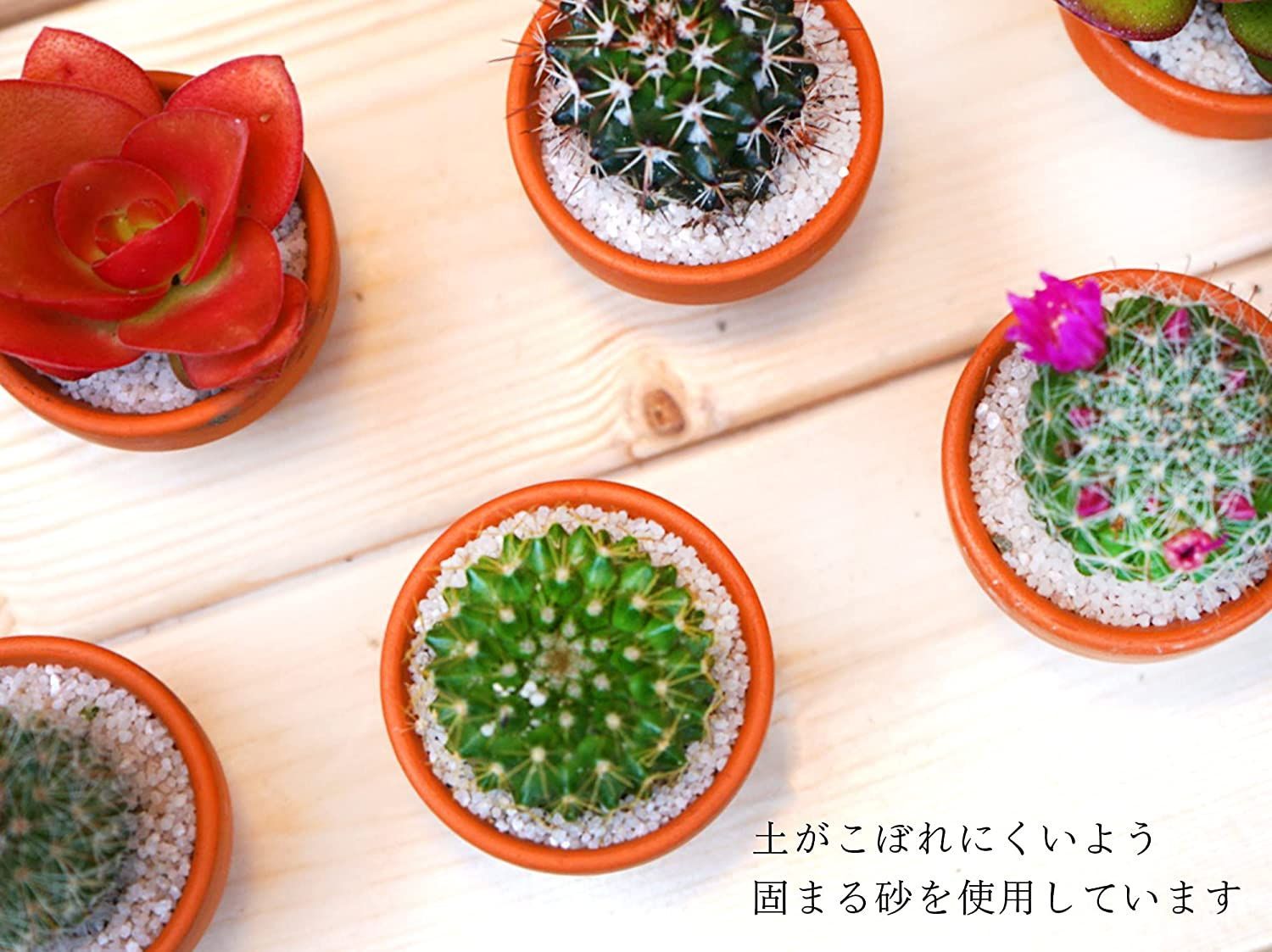 サボテン ６点セット １.５号鉢 (約4.7cm×4.7cm×9cm) 観葉植物