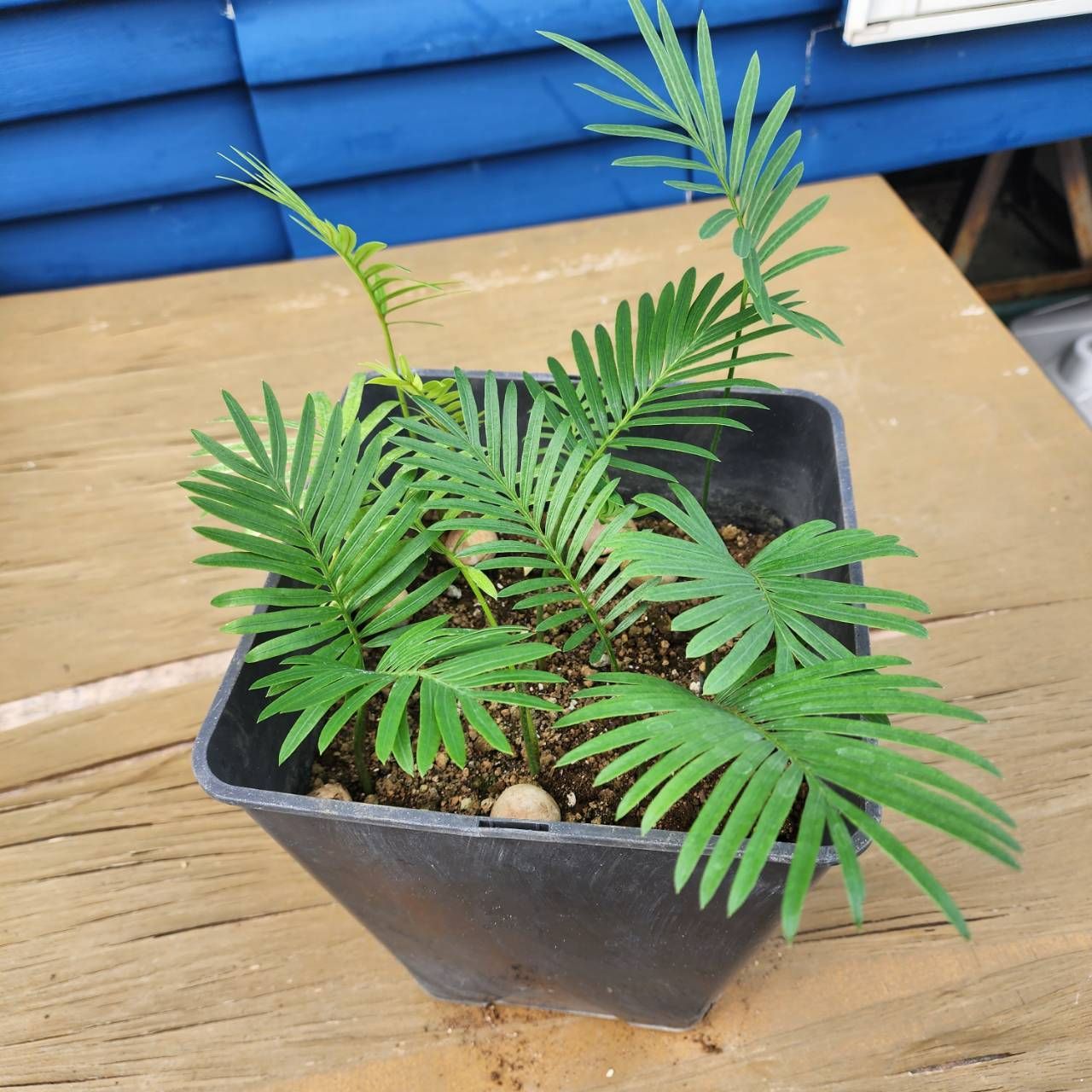 爆盛りシリーズ】【鉢ごと発送】【実生】タイ シルバーソテツ Cycas sp