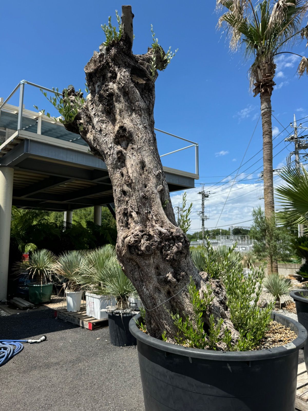 オリーブ古木 No.2 樹齢300年‼️ ドライガーデン ロックガーデン 南国