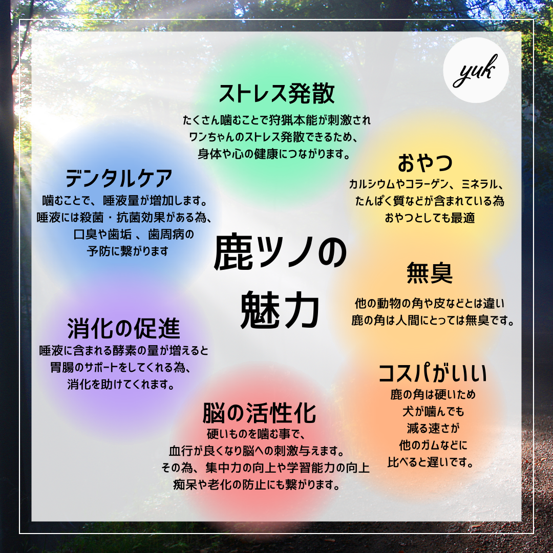 【クーポン発行中】🐶超小型犬用🐶半割り✅2本セット🦌北海道産エゾ鹿の角🦌犬のおもちゃ🐕鹿の骨　A