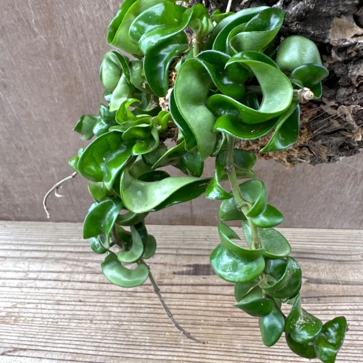 ホヤ カルノーサ コンパクタ コルク付け Hoya carnosa compacta