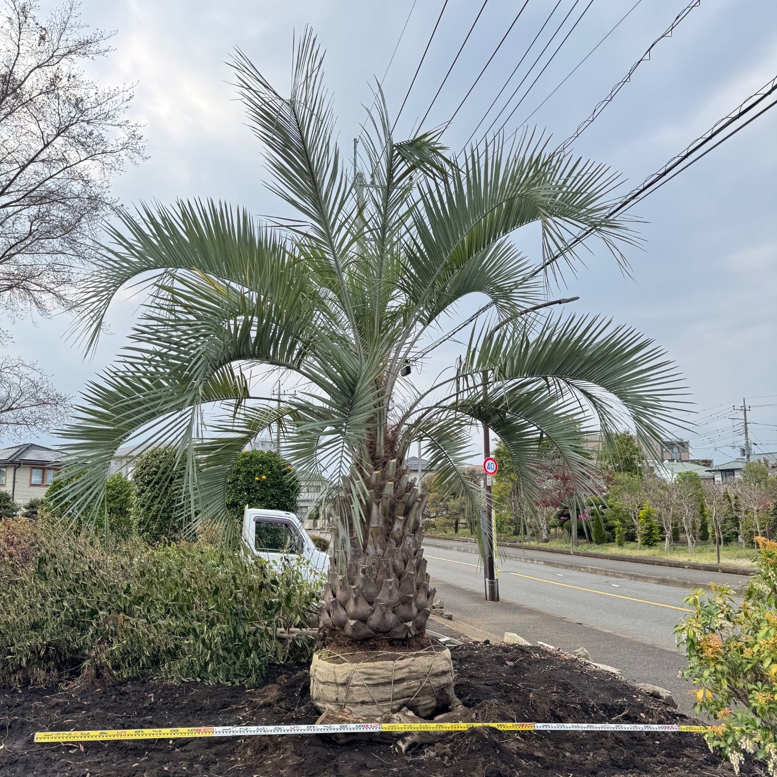 4m40cm】ココスヤシ ココスヤシ 人気サイズ 極太 葉尺4m シンボル