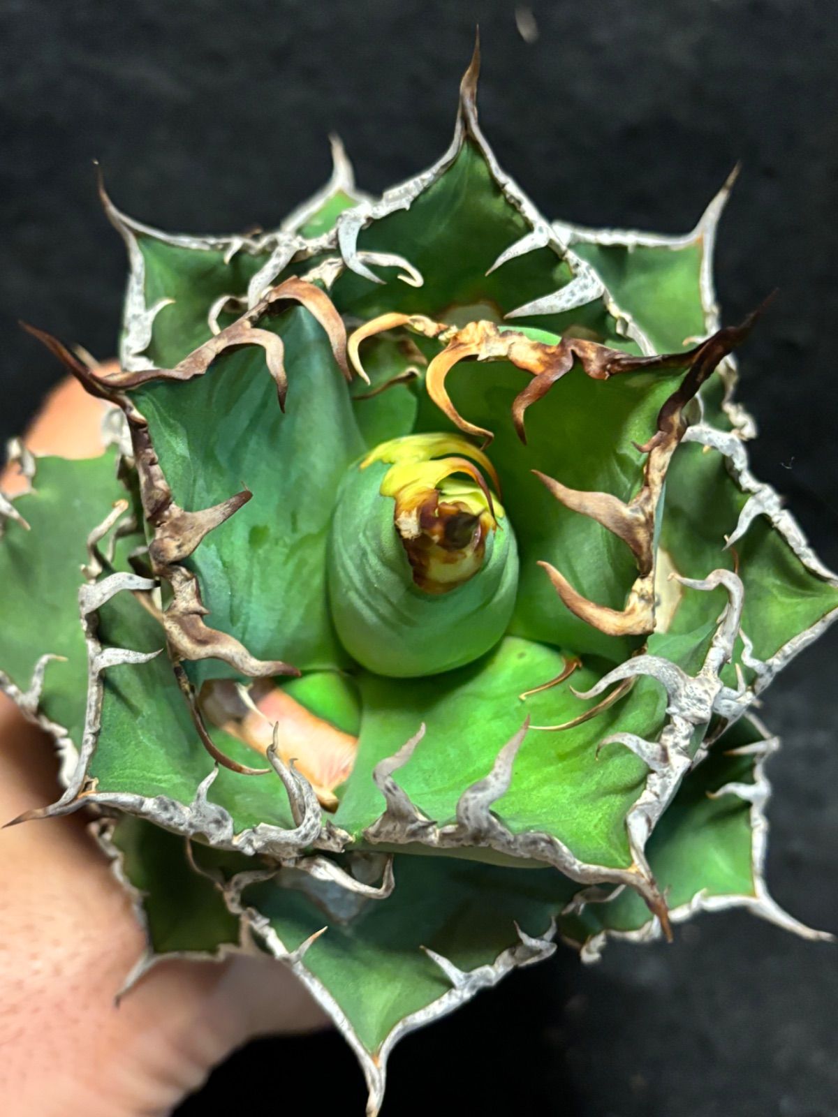 アガベ チタノタ シーザー 葉焼けあり屋外管理株 屋外管理株 - メルカリ