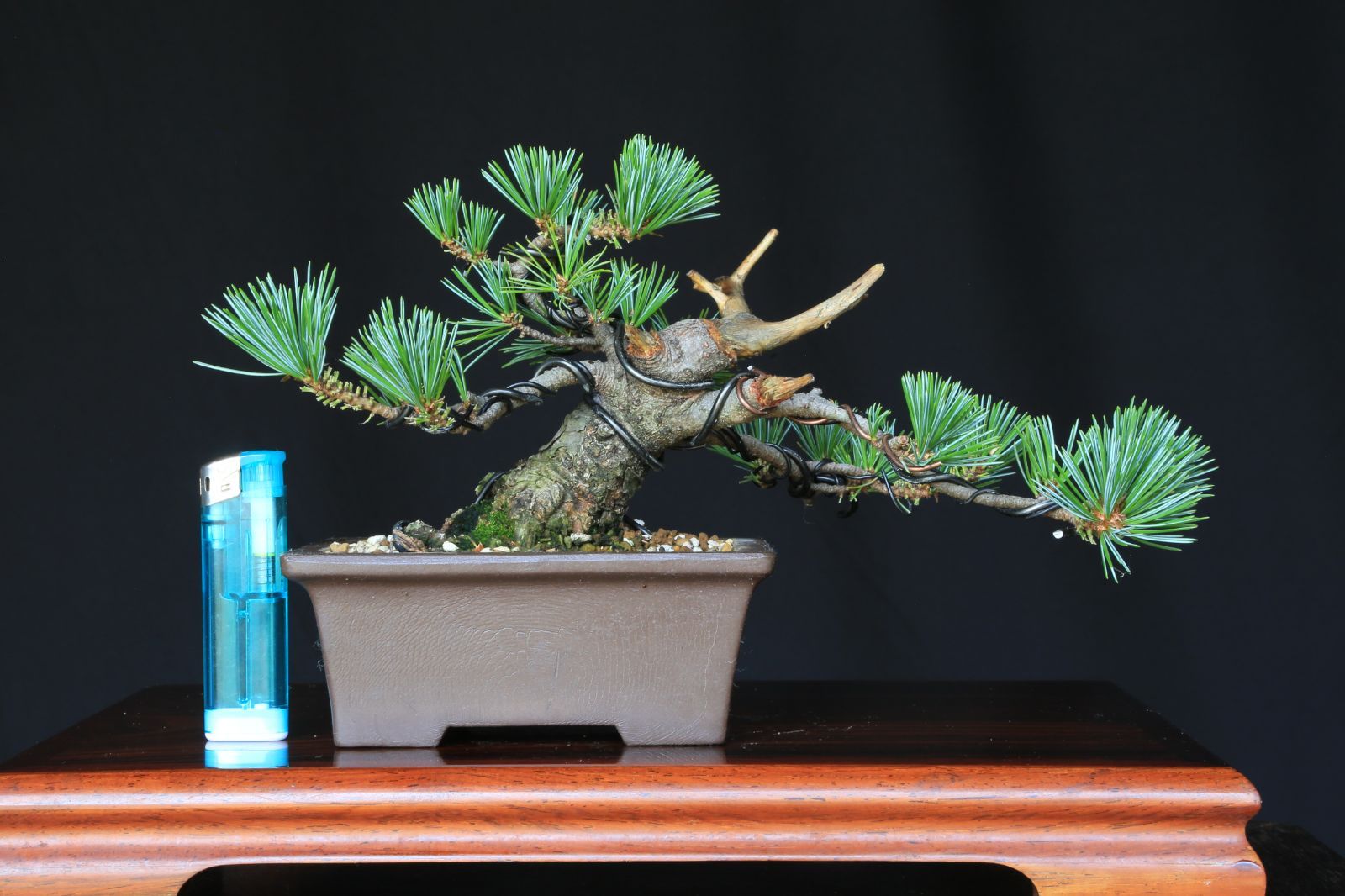 【 吾妻鏡 】五葉松／樹高8㎝／美功鉢／接木／ミニ盆栽」 : 五葉松葵アオイ (接ぎ木) ミニ盆栽・小品盆栽泰寿