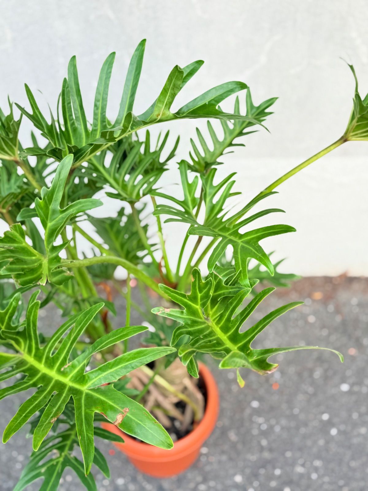 ジャイアントザナドゥ