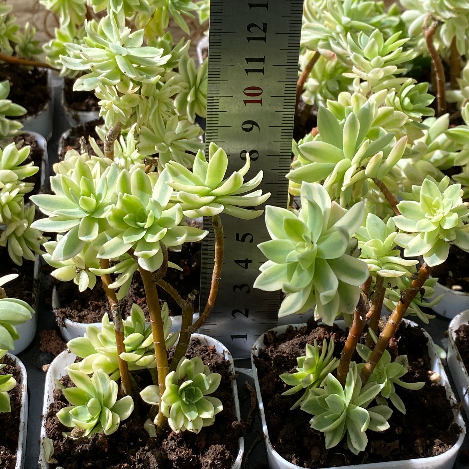 み*さ様 E-578×12株 メデューサ錦 抜き苗 多肉植物 エケベリア 抜き苗 姫蓮錦 ZM1575×35株 ふっくら 多肉植物 エケベリア