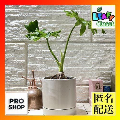 インテリアに観葉植物、初心者でも安心セローム陶器鉢