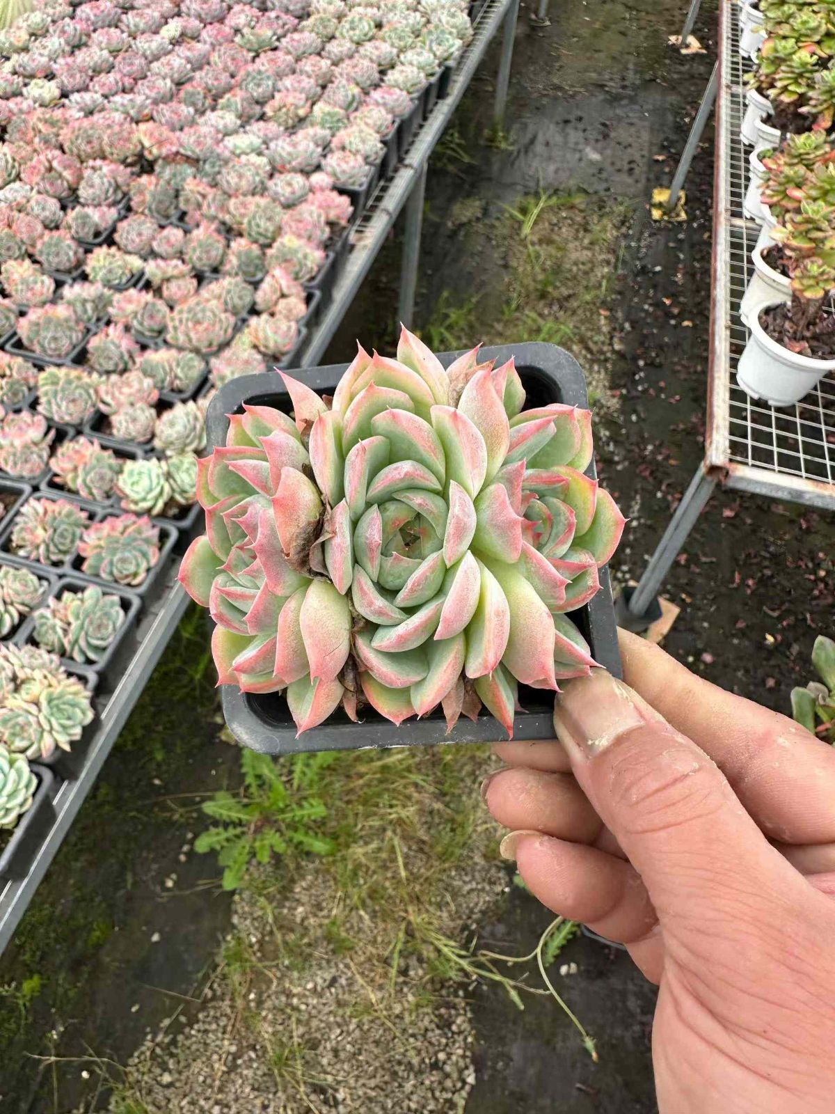 ZAN23×24 ソクエイ 抜き苗 多肉植物 アエオニウム エケベリア 韓国苗