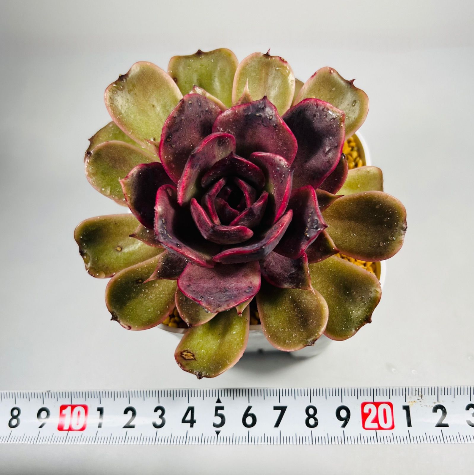 大苗】韓国苗 エケベリア ボディピンク 多肉植物 - メルカリ