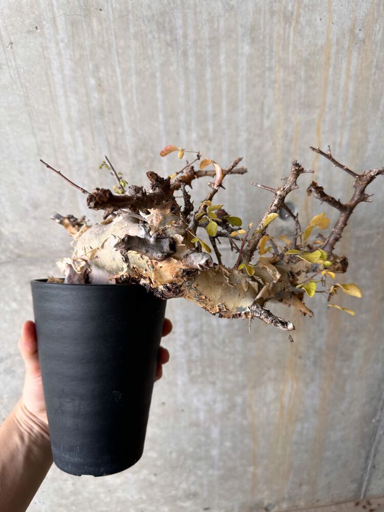 【発根済】コミフォラ カタフ ターカネンシス コミフォラ カタフ ターカネンシス ② 発根済み | J.P Plants