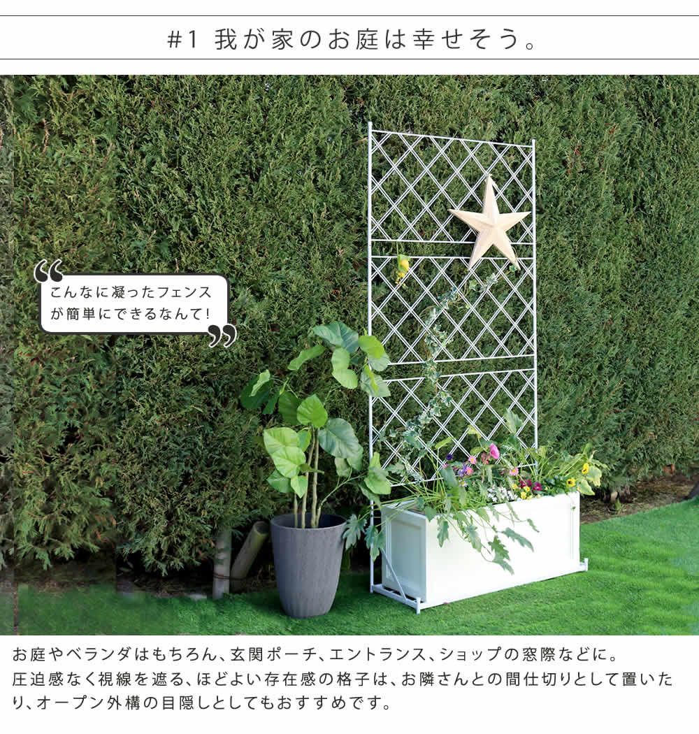 バラ 朝顔