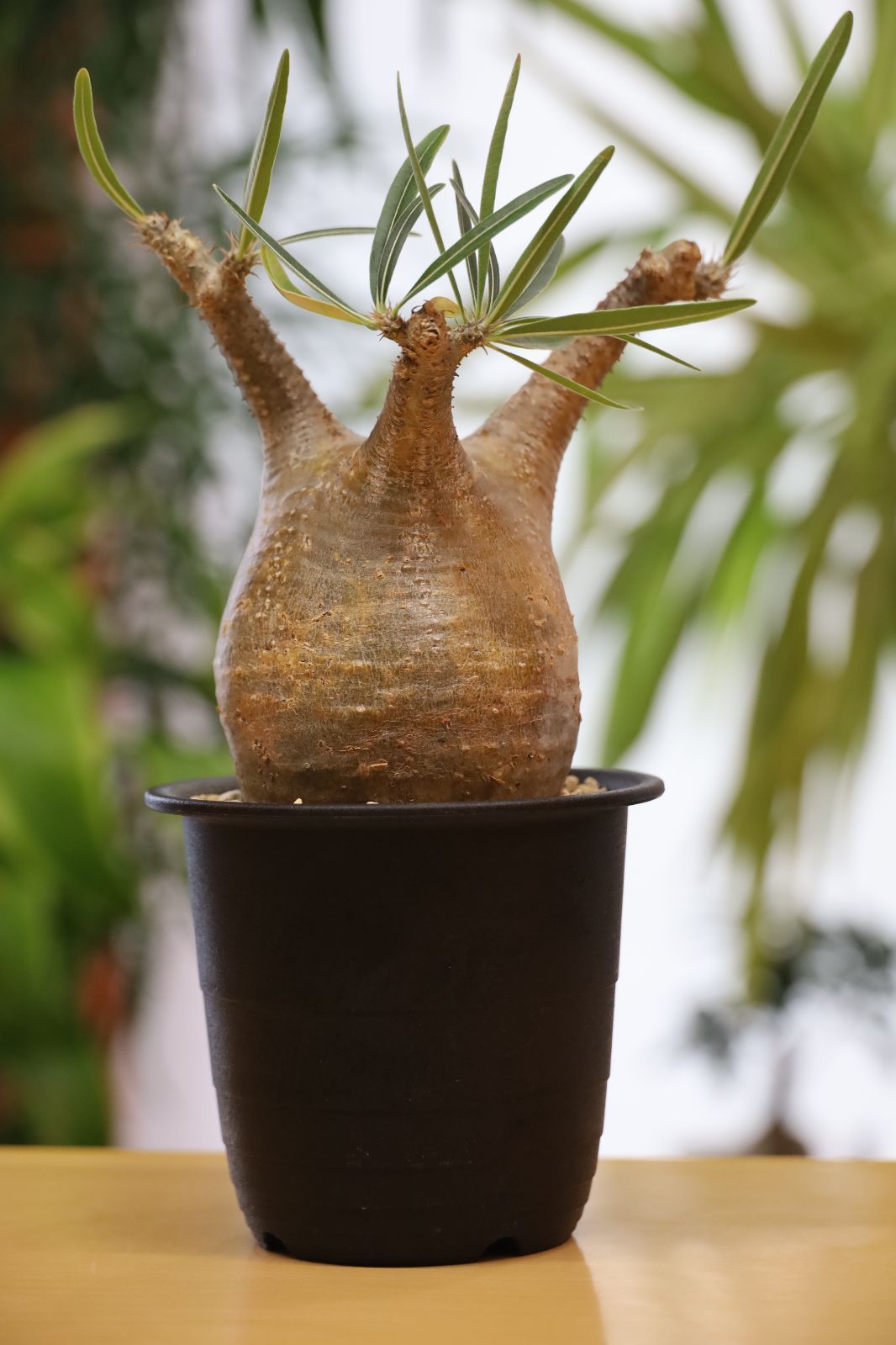 パキポディウム グラキリス 現地球 発根済 のりあやいいふうふ