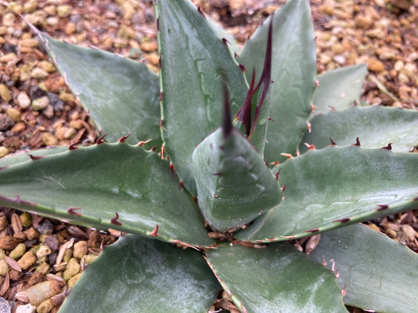 アガベ オバティフォリア×笹の雪 希少種 ハイブリッド ショータイム 美