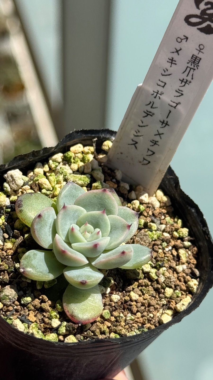 多肉植物 札なし (黒爪ザラゴーサxチワワ)xメキシコポルデンシス 多肉植物 札なし (黒爪ザラゴーサxチワワ)xメキシコポルデンシス