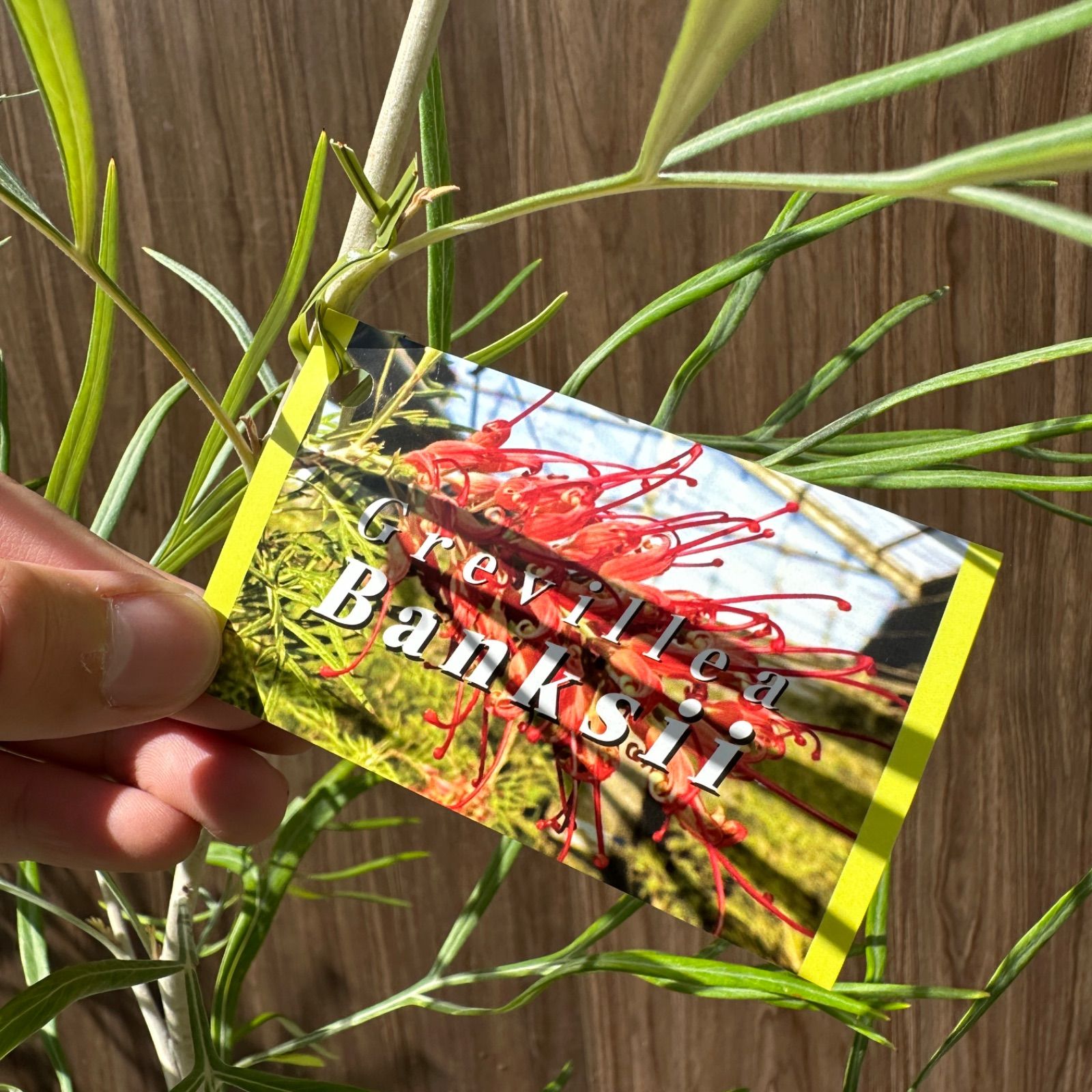 現品 ④ グレビ バンクシー 8号 オージープランツ STEELWINDOWSANDDOORS_COM