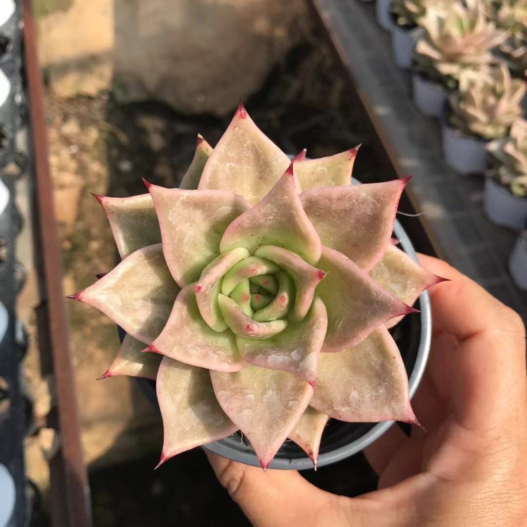 アエオニウム エケベリア