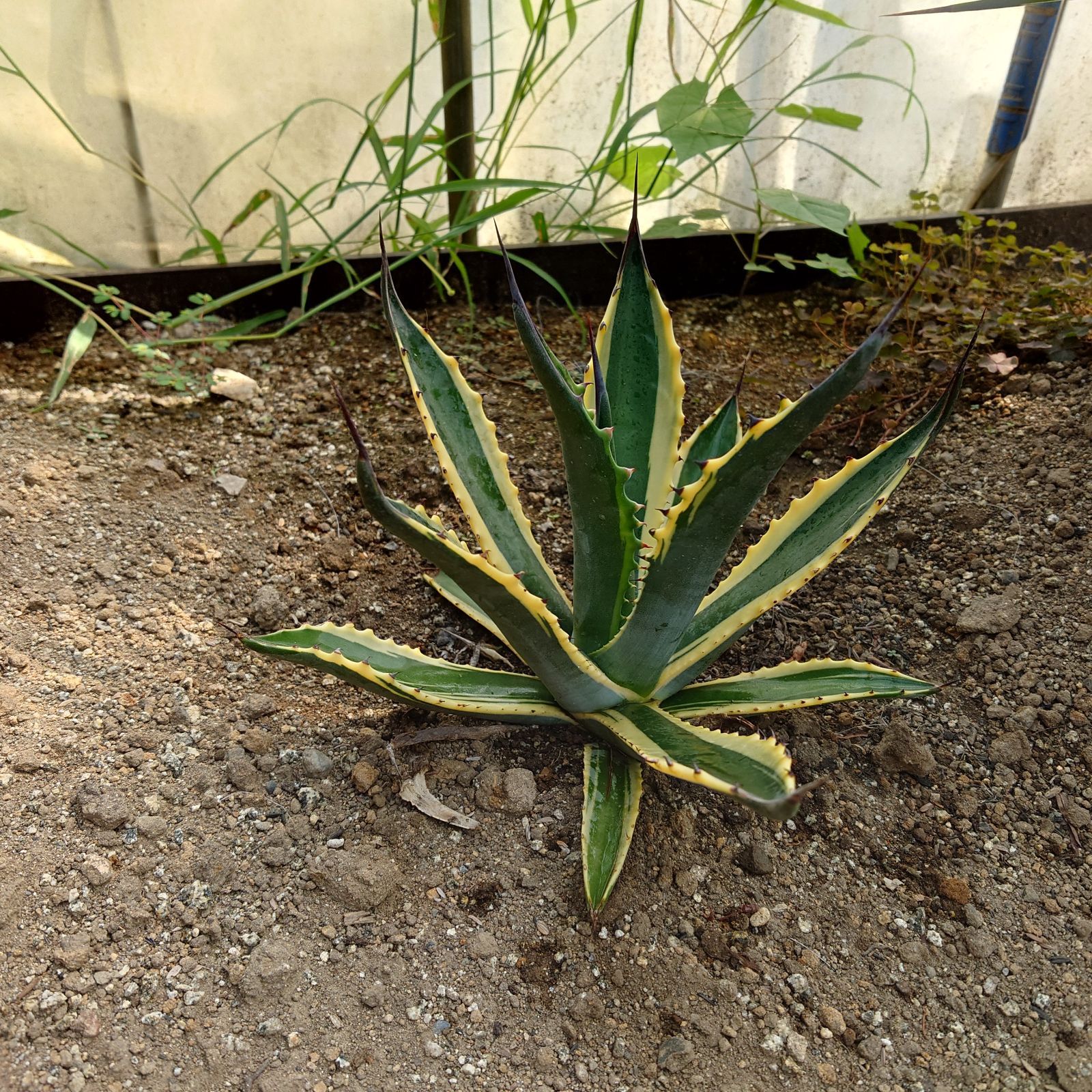 アガベ フェロックス錦 フェロックストニーズタイガー 直径約30