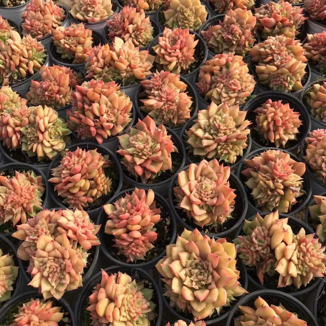 多肉植物 アエオニウム