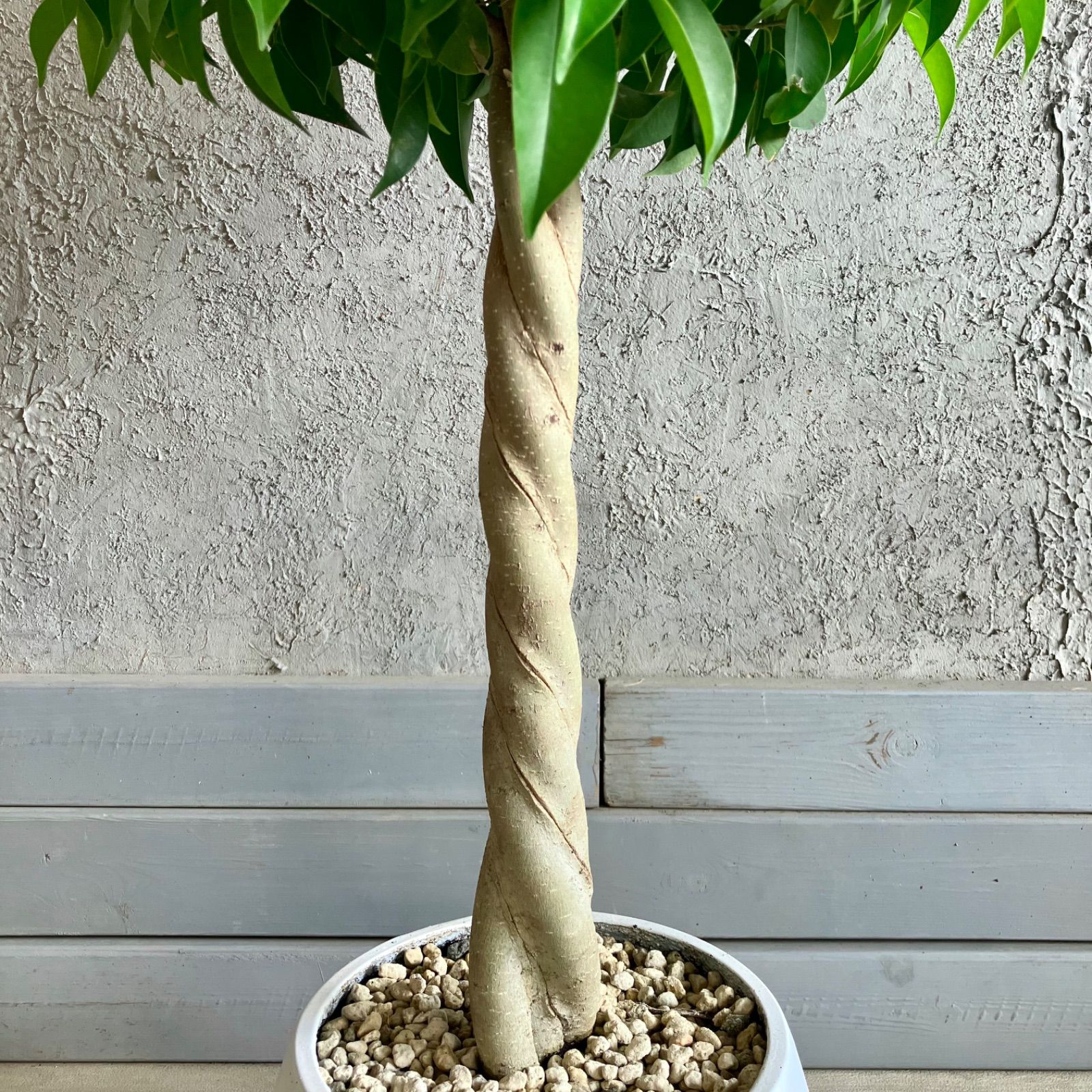 割引 【厳選された植物と鉢】ねじり仕立て フィカス ベンジャミン 8号