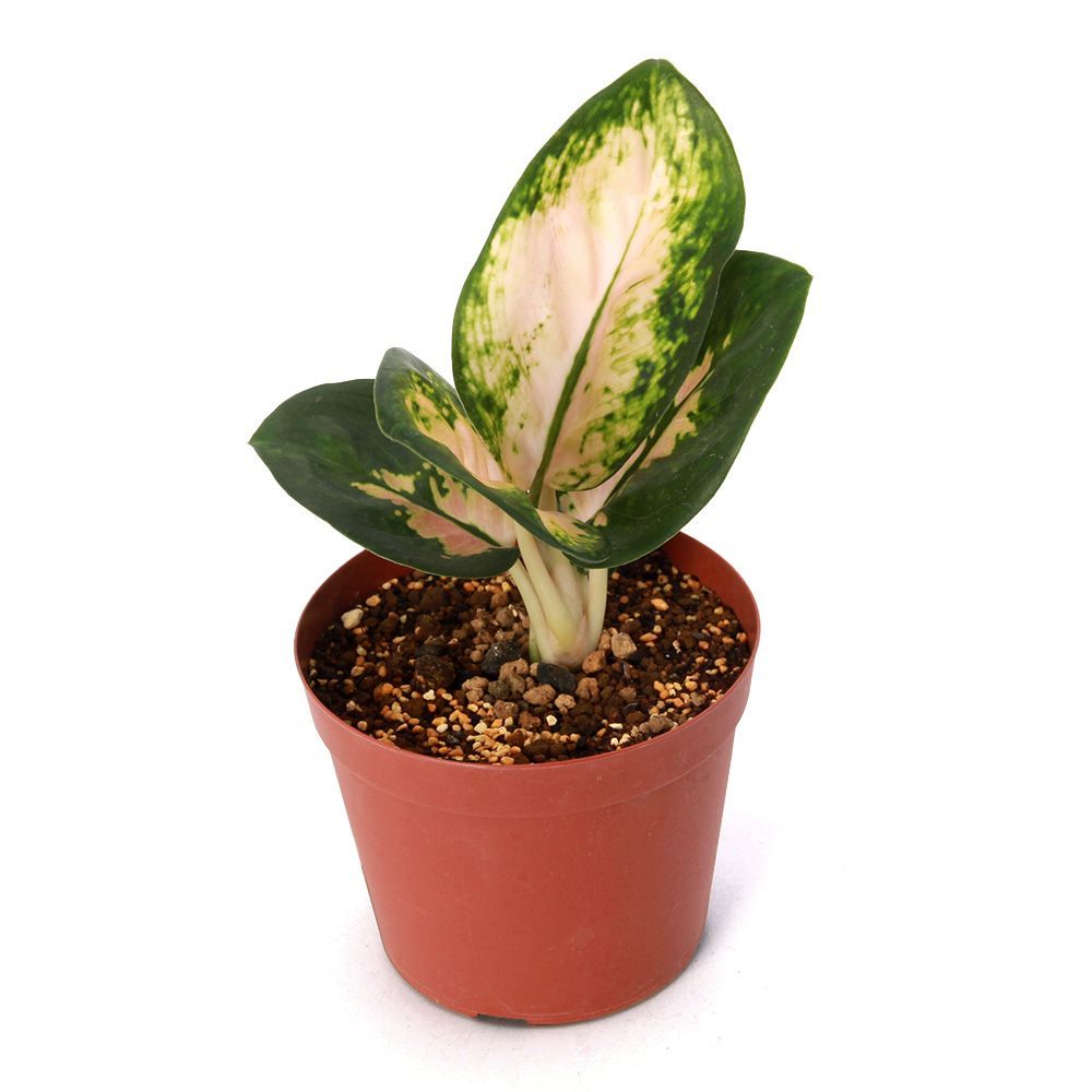 ［現品］5番　エバーフレッシュ　曲がり　8号　観葉植物　室内　大型　おしゃれ エバーフレッシュ 曲がり 8【現品】観葉植物 大型 室内 現品］5番