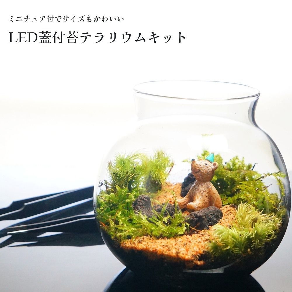 スターターキット】苔テラリウム かわいいSサイズ 川砂 10cm LED