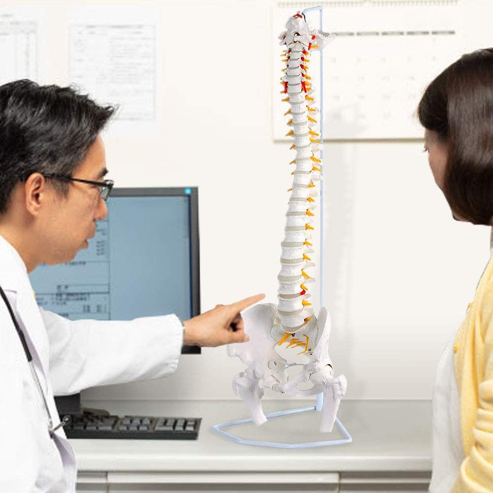 美品 脊柱(背骨)可動模型 スタンド付き　2 脊柱可動型モデル，大腿骨付 | 日本スリービー・サイエンティ