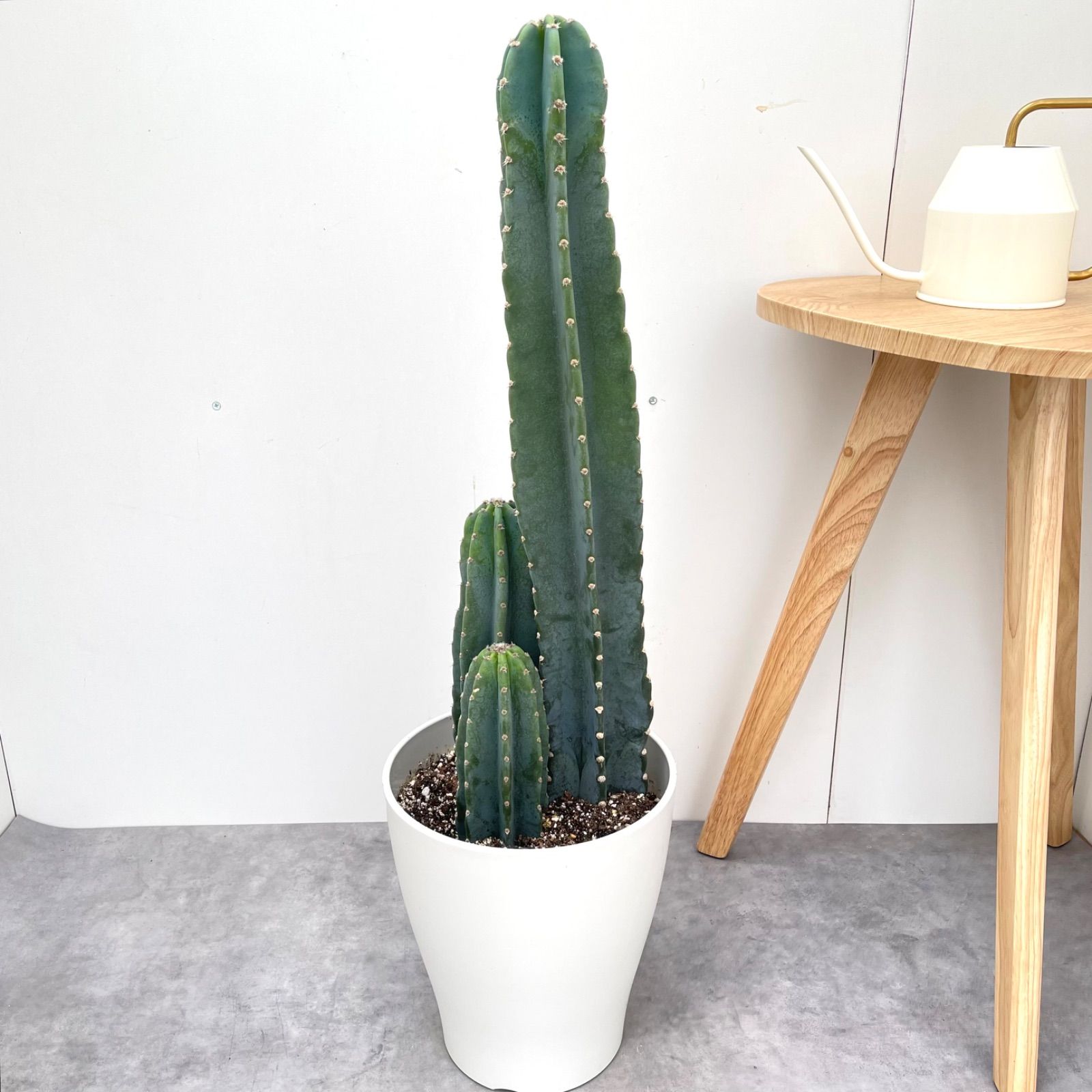 観葉植物